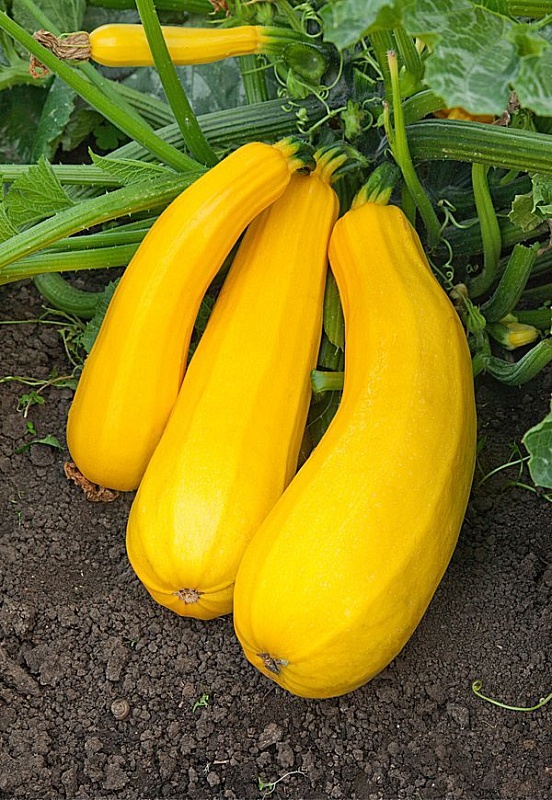 Кабачок Желтоплодный 1 гр  б.п