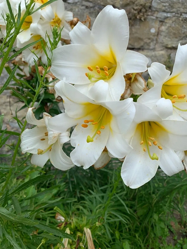 Лилия Регале 