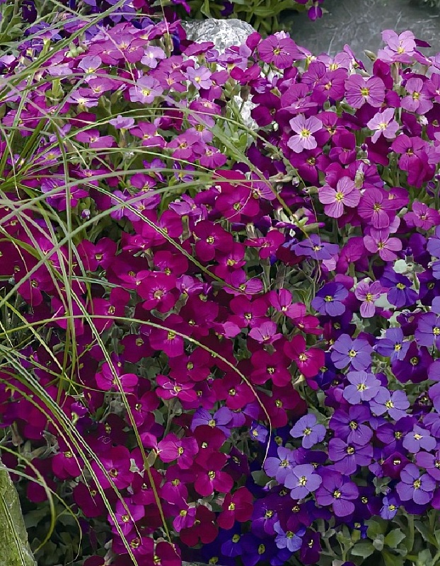 Обриета Гигантский водопад каскадная, смесь сортов (Аэлита) 0,05 гр цв п 