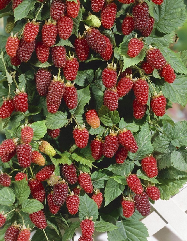 Ежемалина Тайберри 1 шт