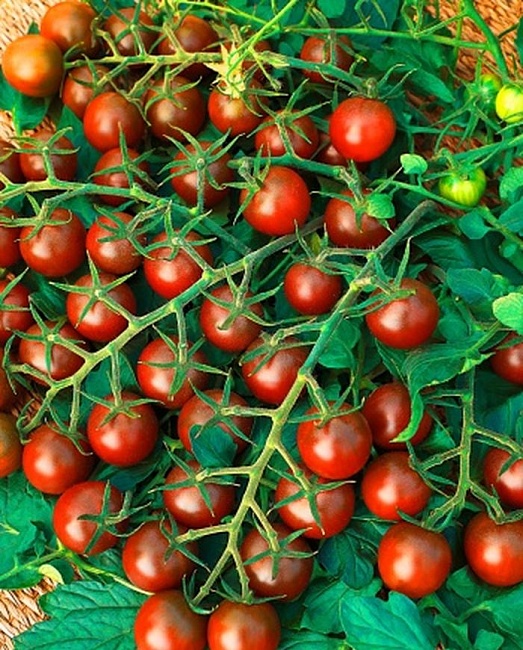 Томат черри Вишенка черная  0,03 гр цв.п