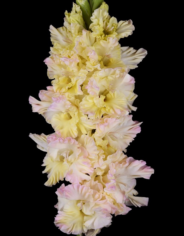 Гладиолус Порхание Бабочки 1 уп. (3 шт.)