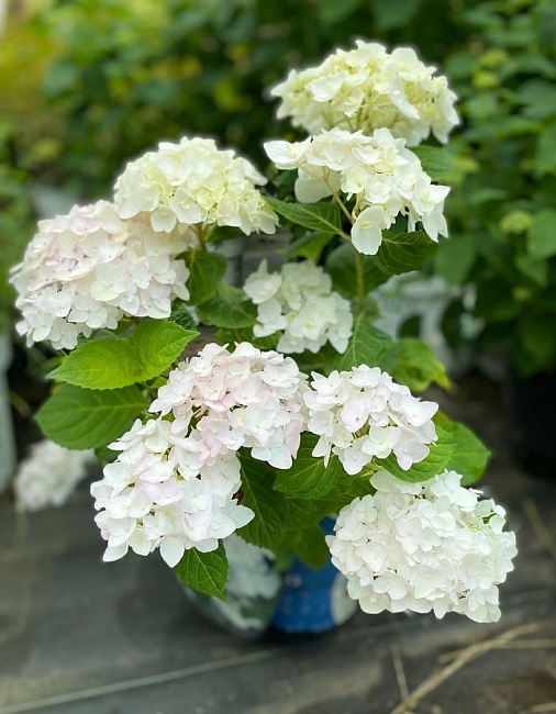 Гортензия крупнолистная Эндлесс Саммер зе Брайд ASF 1 шт Р9