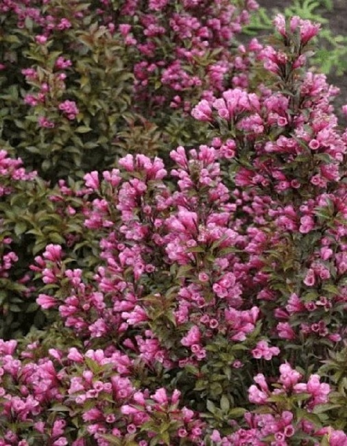 Вейгела цветущая Виктория 1 шт Р9