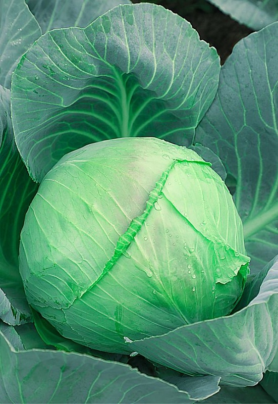 Капуста белокочанная ЗИМНЯЯ КОРОЛЕВА и Шпинат ЖИРНОЛИСТНЫЙ