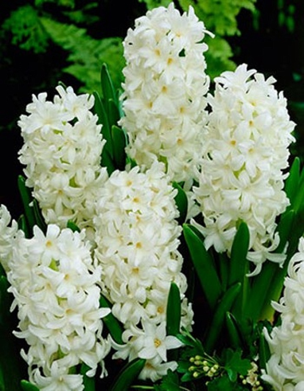 Гиацинт Карнеги 1 уп. (2 шт.) 