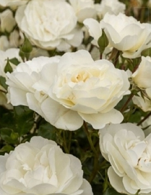 Роза чайно-гибридная Баунти 