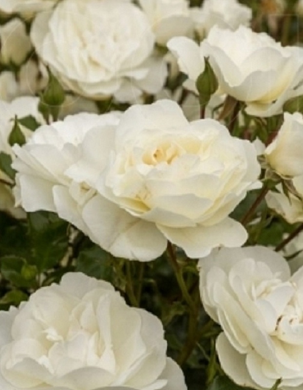 Роза чайно-гибридная Баунти 