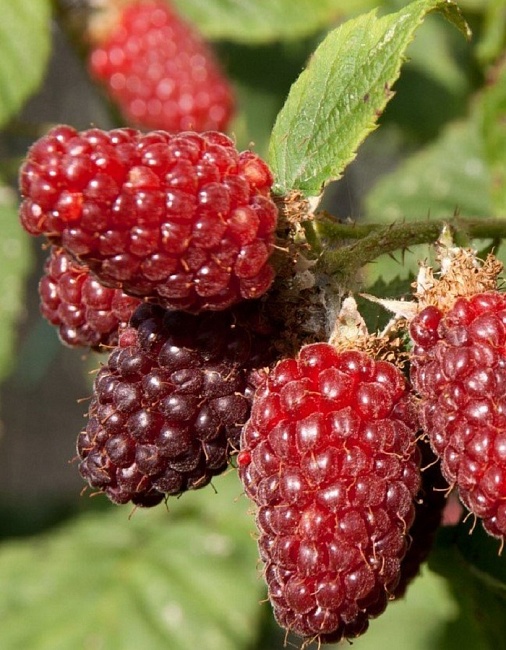 Ежевика Букингем Тайберри 