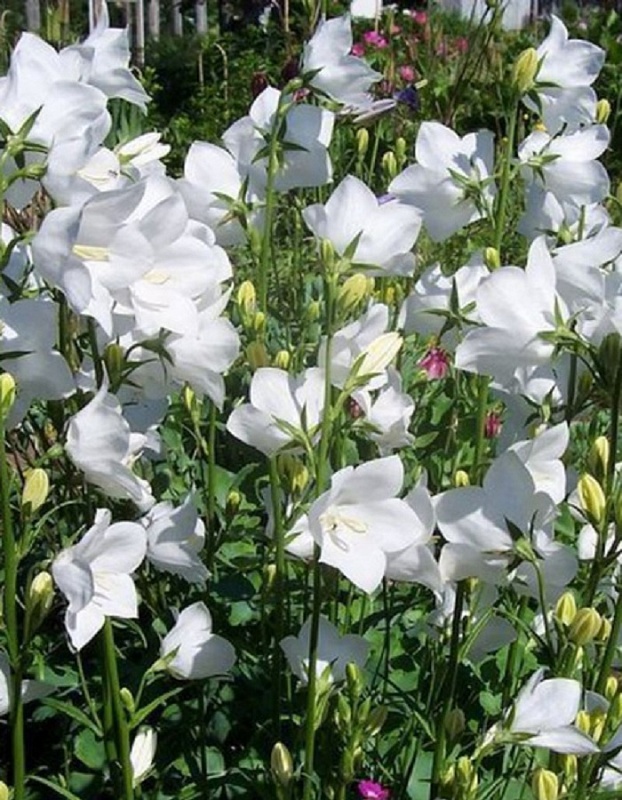 Колокольчик персиколистый Айсберг ASF 1 шт Р9