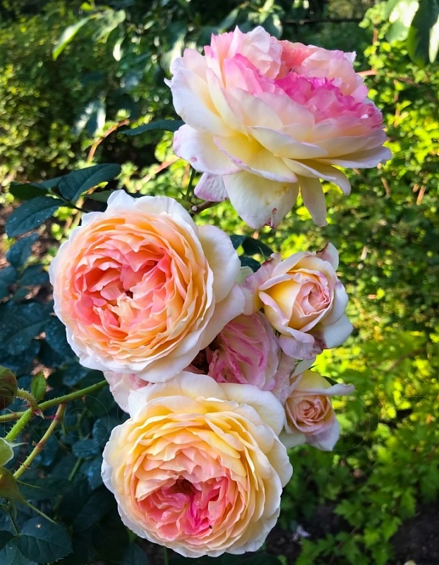 Роза кустовая Розоман Жанон