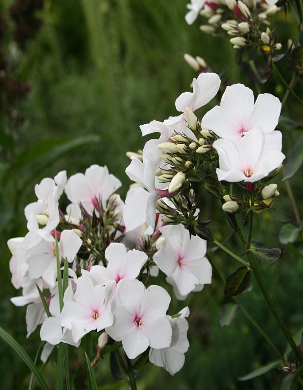 Флокс Попай 