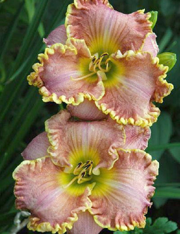 Лилейник Дарла Анита 1шт Р9