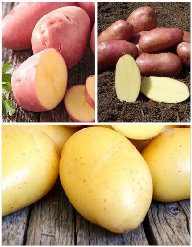 Набор "Урожай на славу" 3 сорта (3 кг)