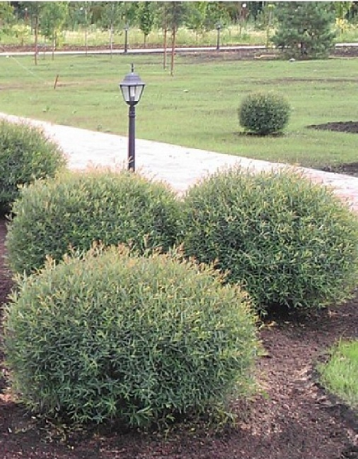 Ива пурпурная Нана 1 шт ASF Р9