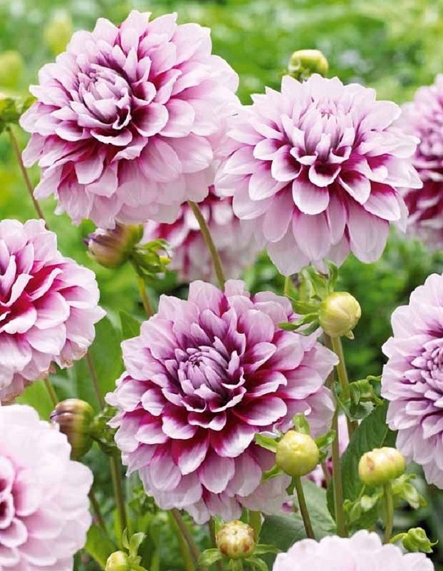 Георгина Манго Мэднесс 1 шт 