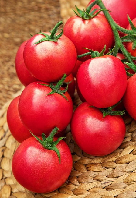 Томат Родничок F1 0,05 гр цв.п (Сибирская серия)