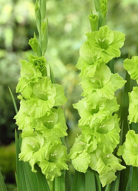 Гладиолус Грин Стар