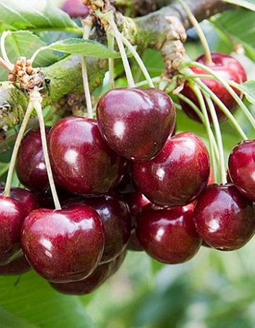 Черешня Ревна