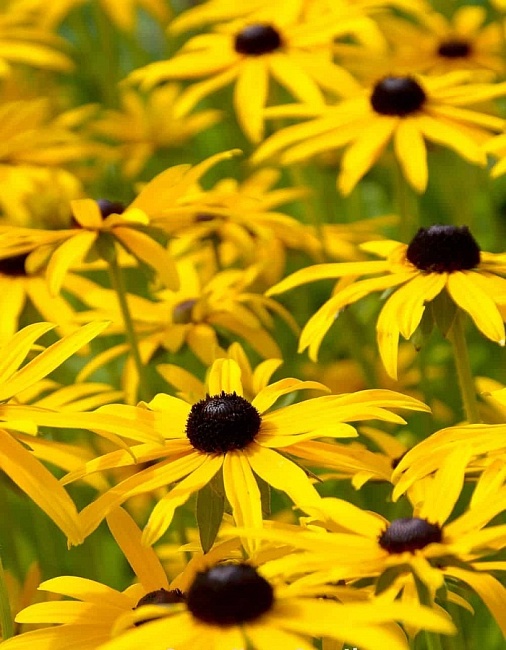 Рудбекия волосистая Тото Лимон  ASF 1 шт Р9