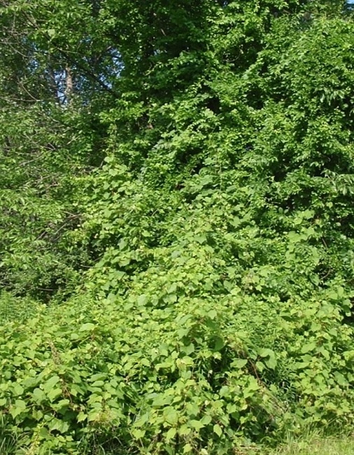 Древогубец круглолистный 1 шт Р9