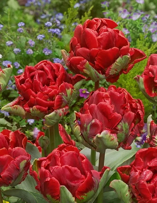 Тюльпан Роккоко 1 уп. (3шт.) 