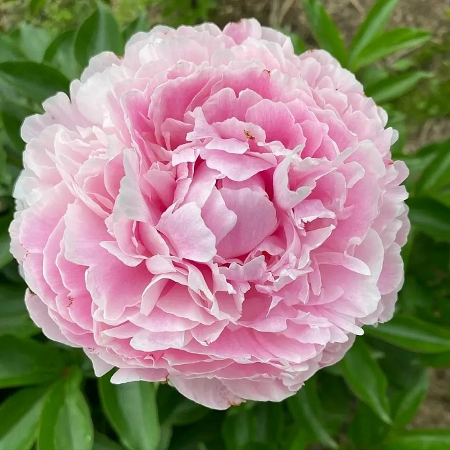 Пион травянистый Катерина Фонтейн