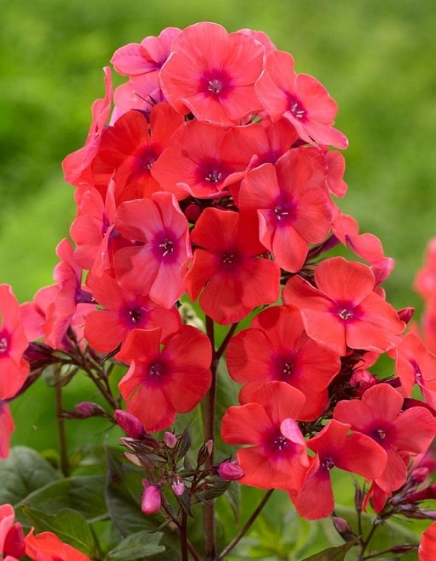 Флокс Виндзор