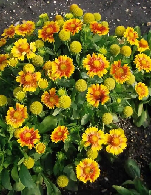 Гайлардия грандифлора Бургунди ASF 1 шт Р9