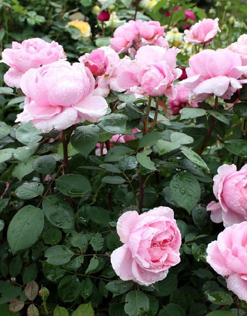 Роза английская Бразе Кадфаэль