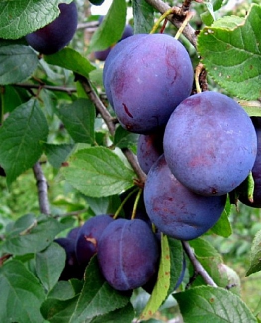 Слива Ночка 