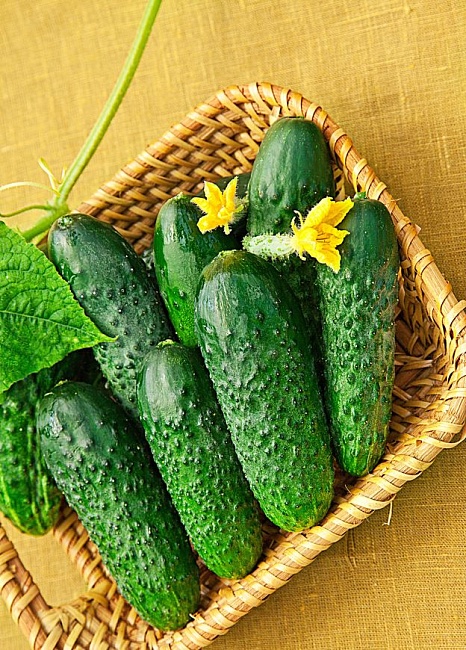 Огурец Курносик F1 (Селекция "ВХ") 0,25 гр цв.п КЭШБЭК 25%