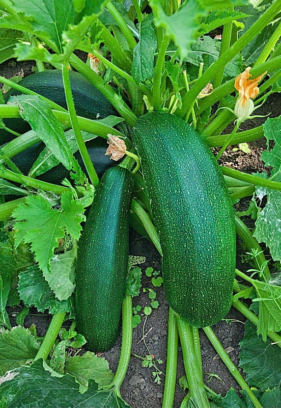 Кабачок Цукини Бизон 1 гр цв.п