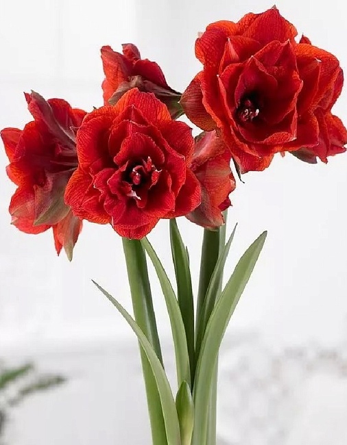 Амариллис Дабл Кинг