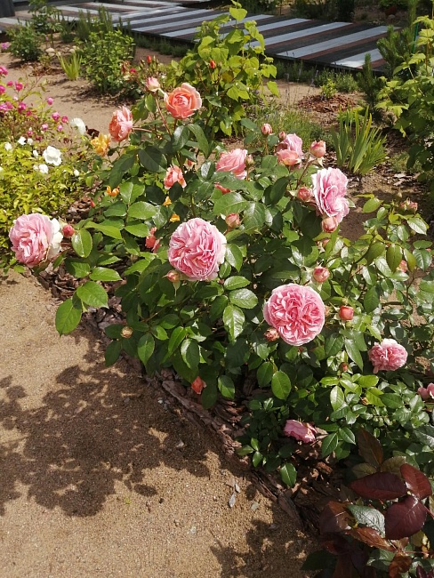 Роза кустарниковая Чиппендейл 1 шт