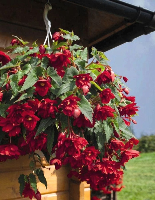 Бегония Ампельная Темно-красная 