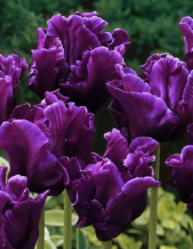 Тюльпан Виктория Сикрет 1 уп. (3шт.) 