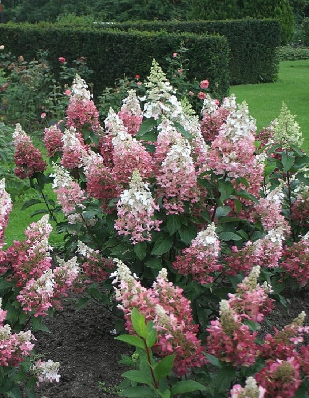 Гортензия метельчатая Пинк Перфект 1 шт Р9