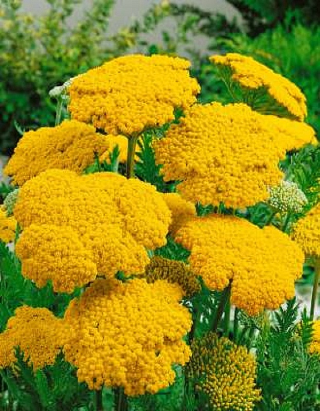 Тысячелистник таволговый Паркерс Варитет ASF 1 шт Р9