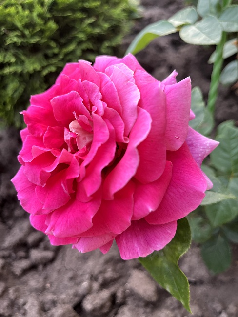 Роза чайно-гибридная Кроненбург 