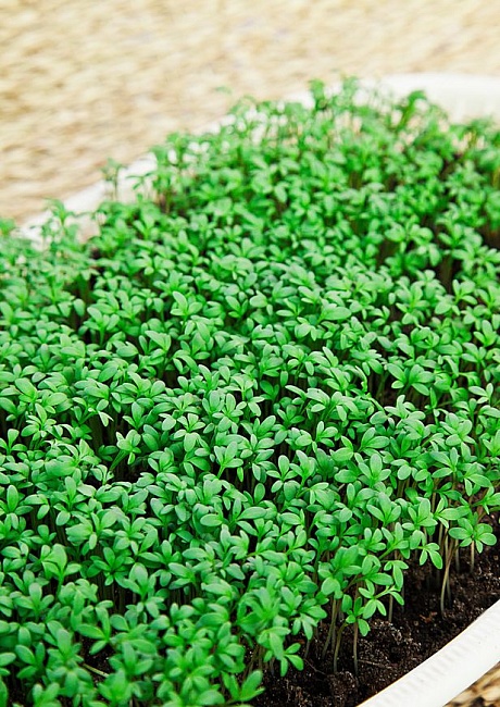 Кресс-салат Данский 1 гр  б.п