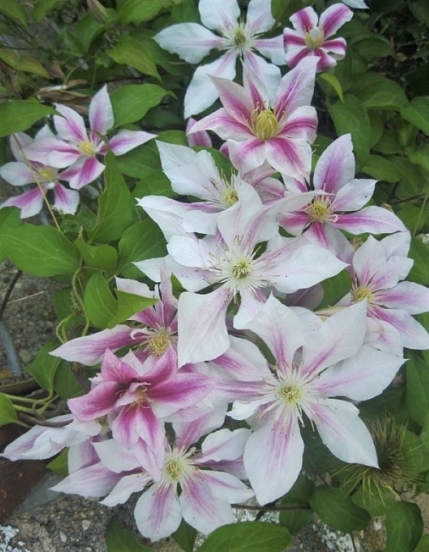 Клематис Андромеда 1 шт Р9