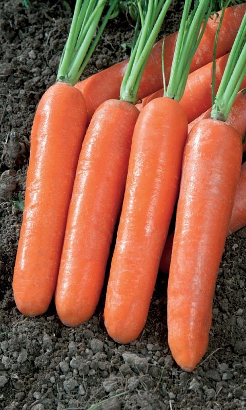 Морковь Новый Герман F1 (УД) 1 гр цв.п.