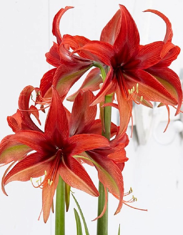 Амариллис Богота