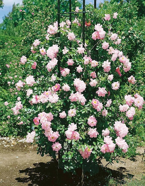 Роза Мари Викторин 