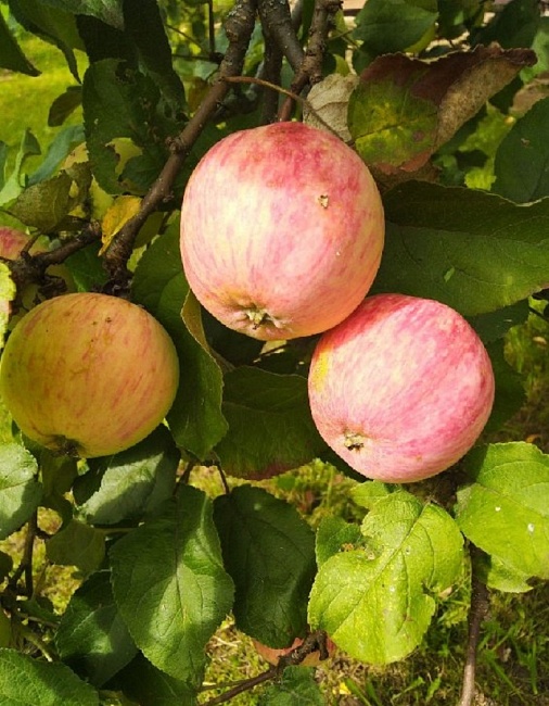 Яблоня Осеннее полосатое