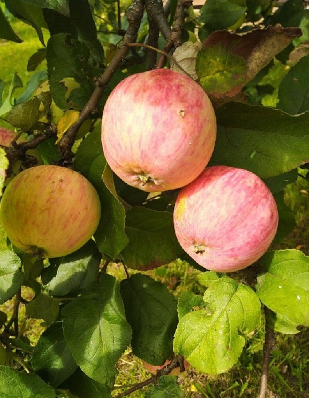 Яблоня Осеннее полосатое