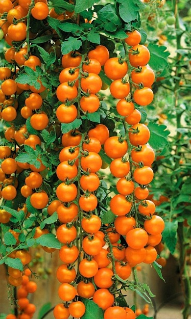 Томат Рапунцель косы золотые (УД) 20шт. цв.п.