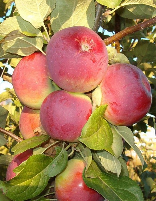 Яблоня Орлик