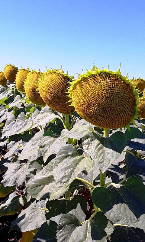 Подсолнечник Сахарный гигант (УД) 5 гр цв.п.